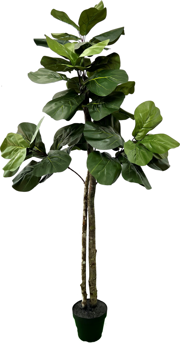 6' faux fiddle leaf fig tree 5' Designer Artificial Fig Tree – Cypress and Alabaster