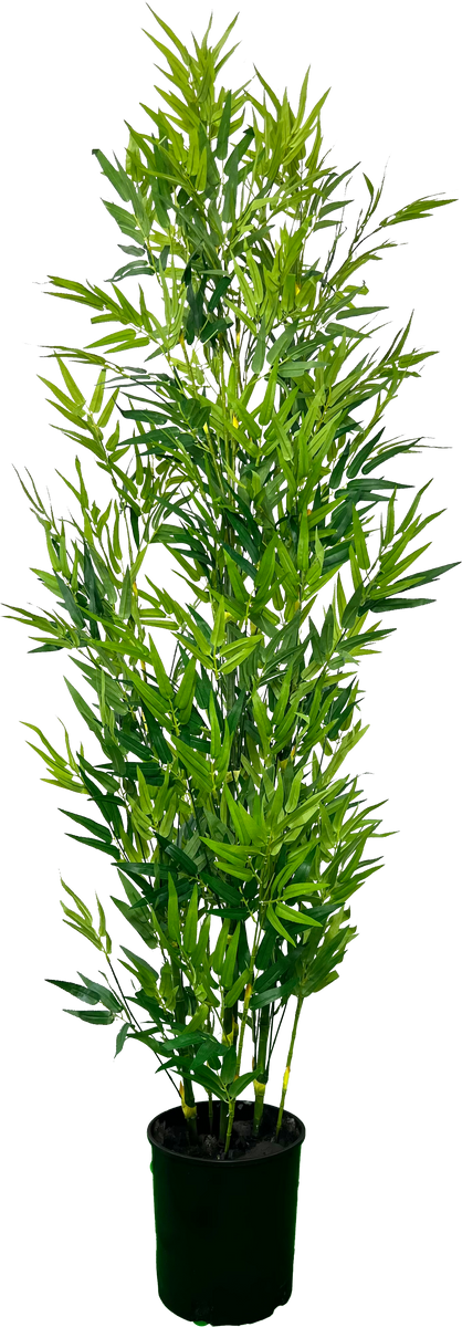 plastic bamboo plants 6' Artificial Bamboo Plant – Cypress and Alabaster