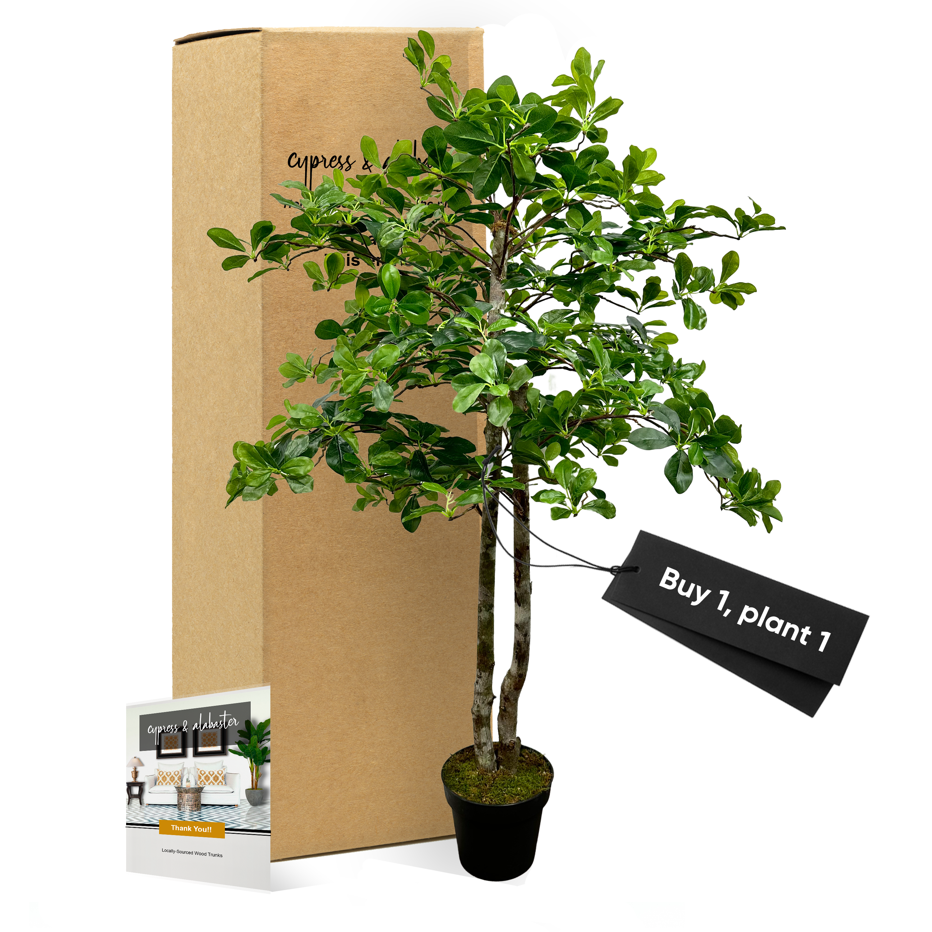 black olive bonsai tree for sale Cypress & Alabaster