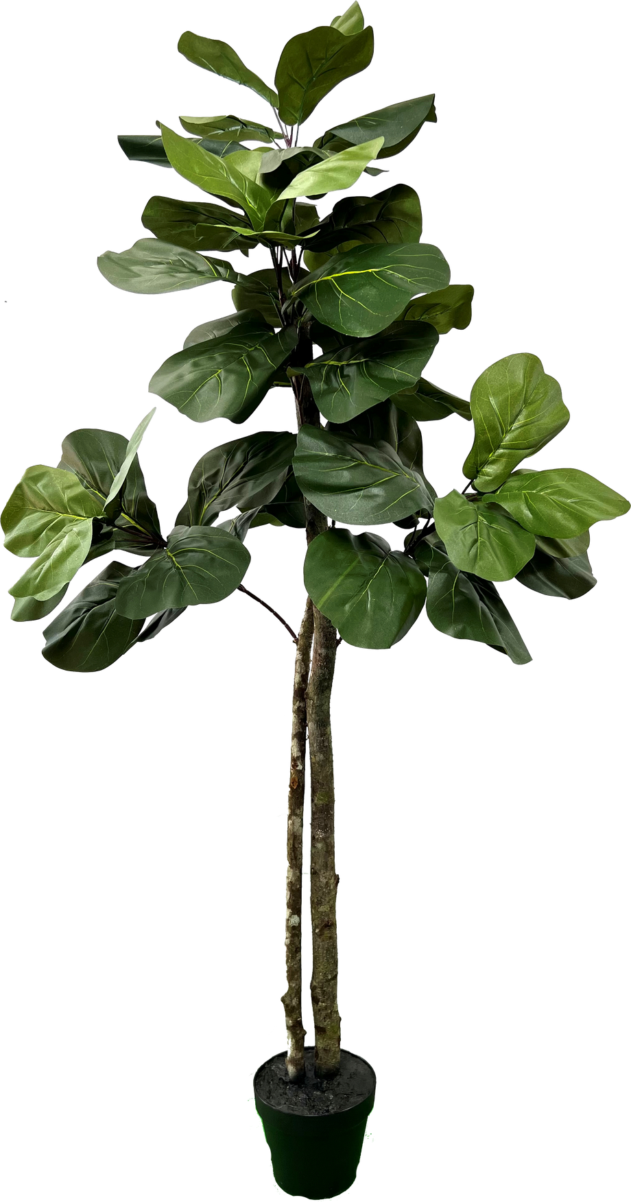 faux fiddle leaf fig tree 6ft 5' Designer Artificial Fig Tree – Cypress and Alabaster