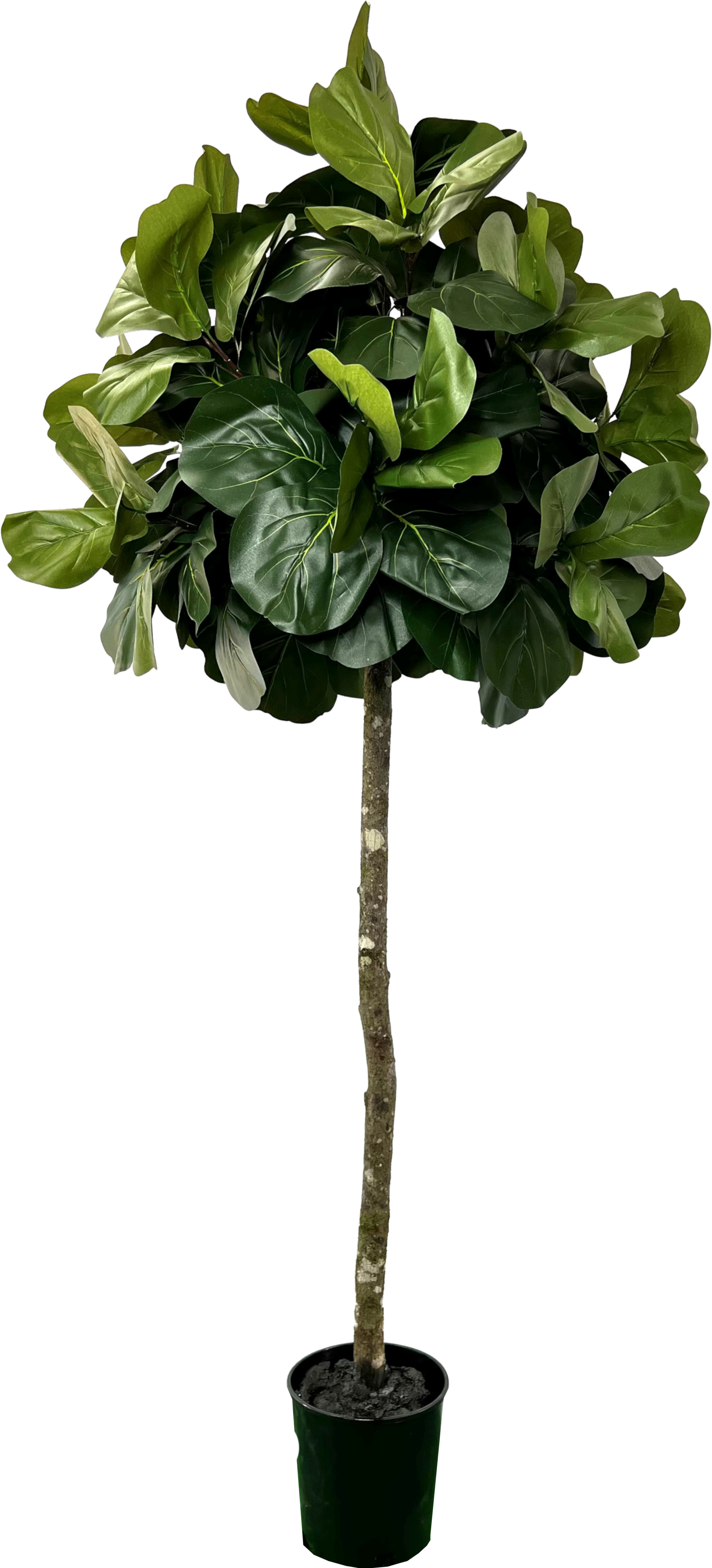 topiary fiddle leaf fig 6.5' Artificial Topiary Fig Tree in Growers Pot
